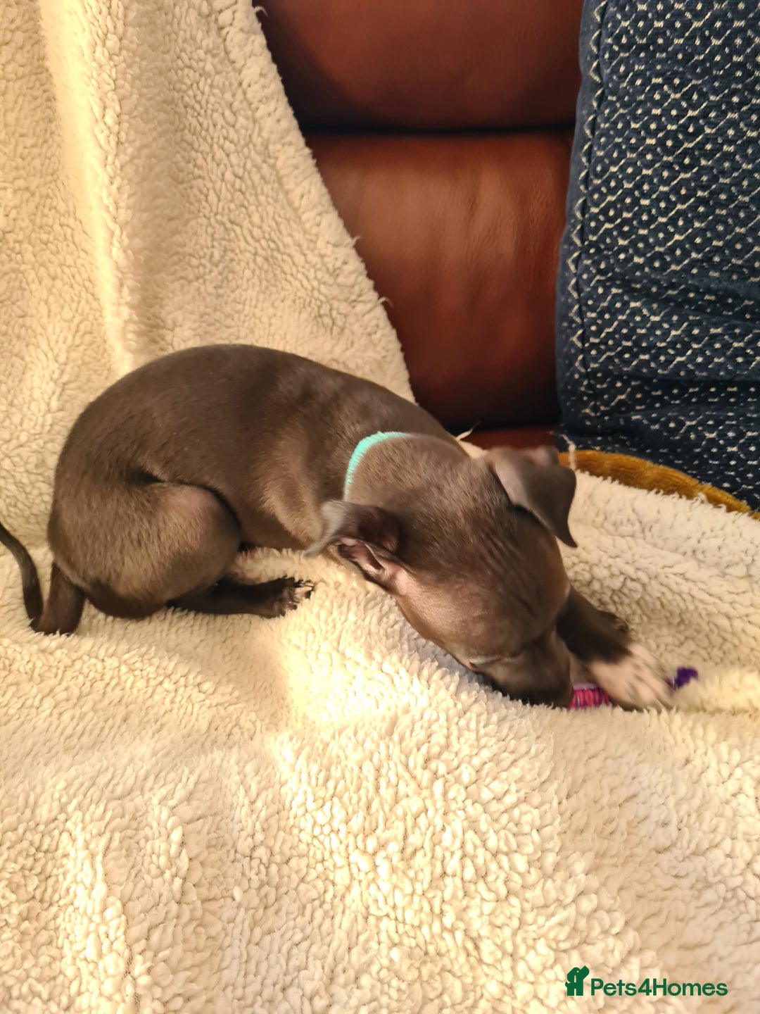 Italian Greyhound dogs for sale: Beautiful italian greyhound  - Image 5