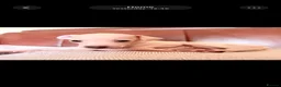 Italian Greyhound dogs for sale: Italian Greyhound Puppies —Licensed 5-Star Breeder - Advert 5