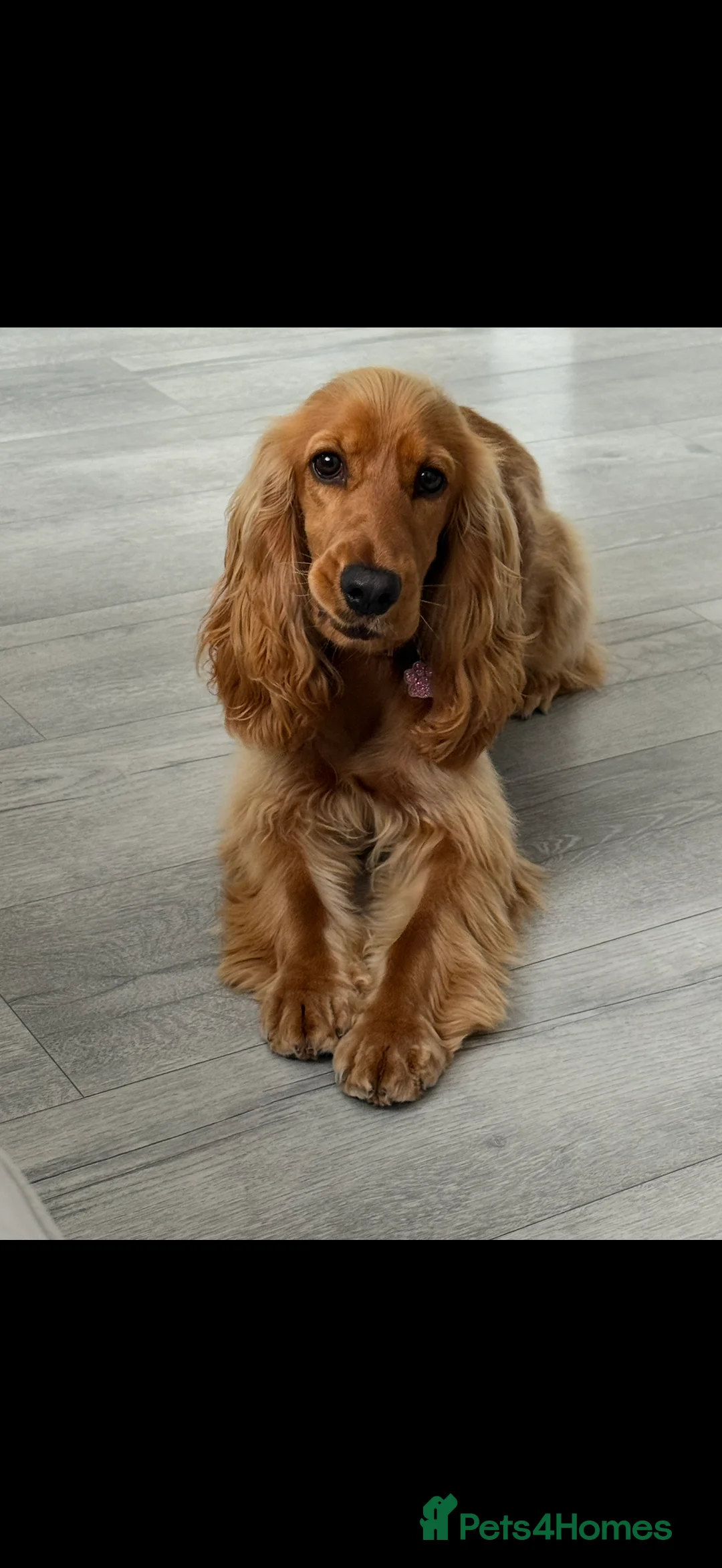 Cocker Spaniel dogs for sale: Show Cocker Spaniel  in Llanelli - Advert 2