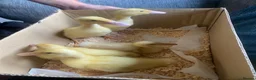 Ducks poultry for sale: Pure Breed Aylesbury ducklings 10 days old.  - Advert 2