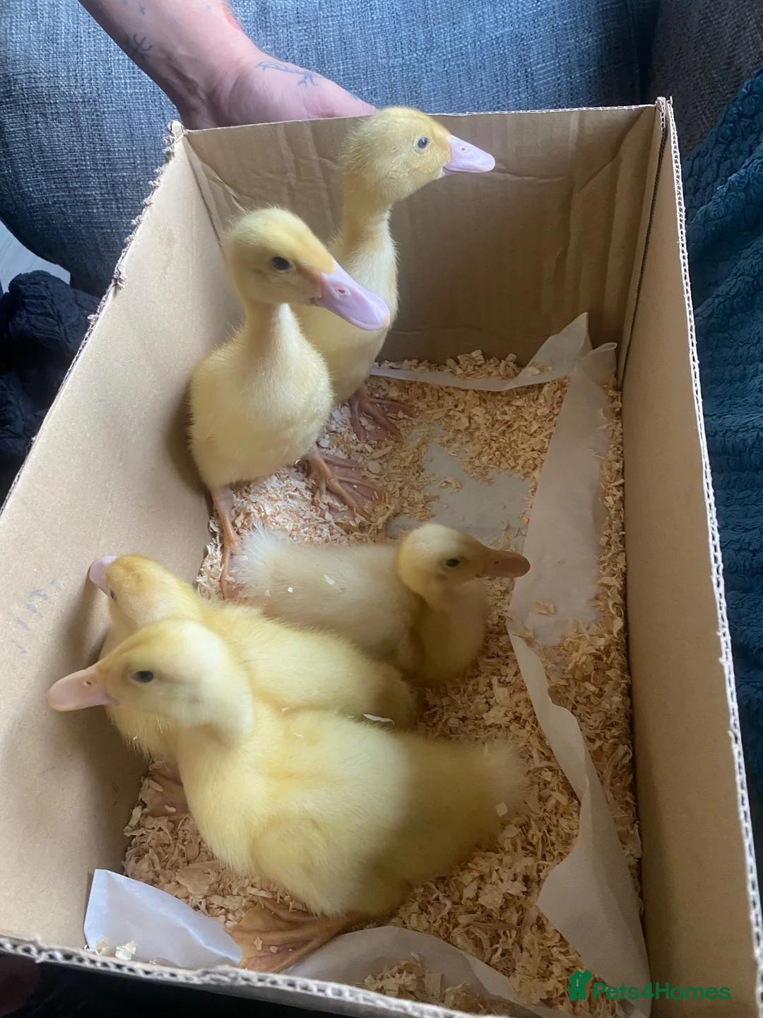 Ducks poultry for sale: Pure Breed Aylesbury ducklings 10 days old.  - Advert 2