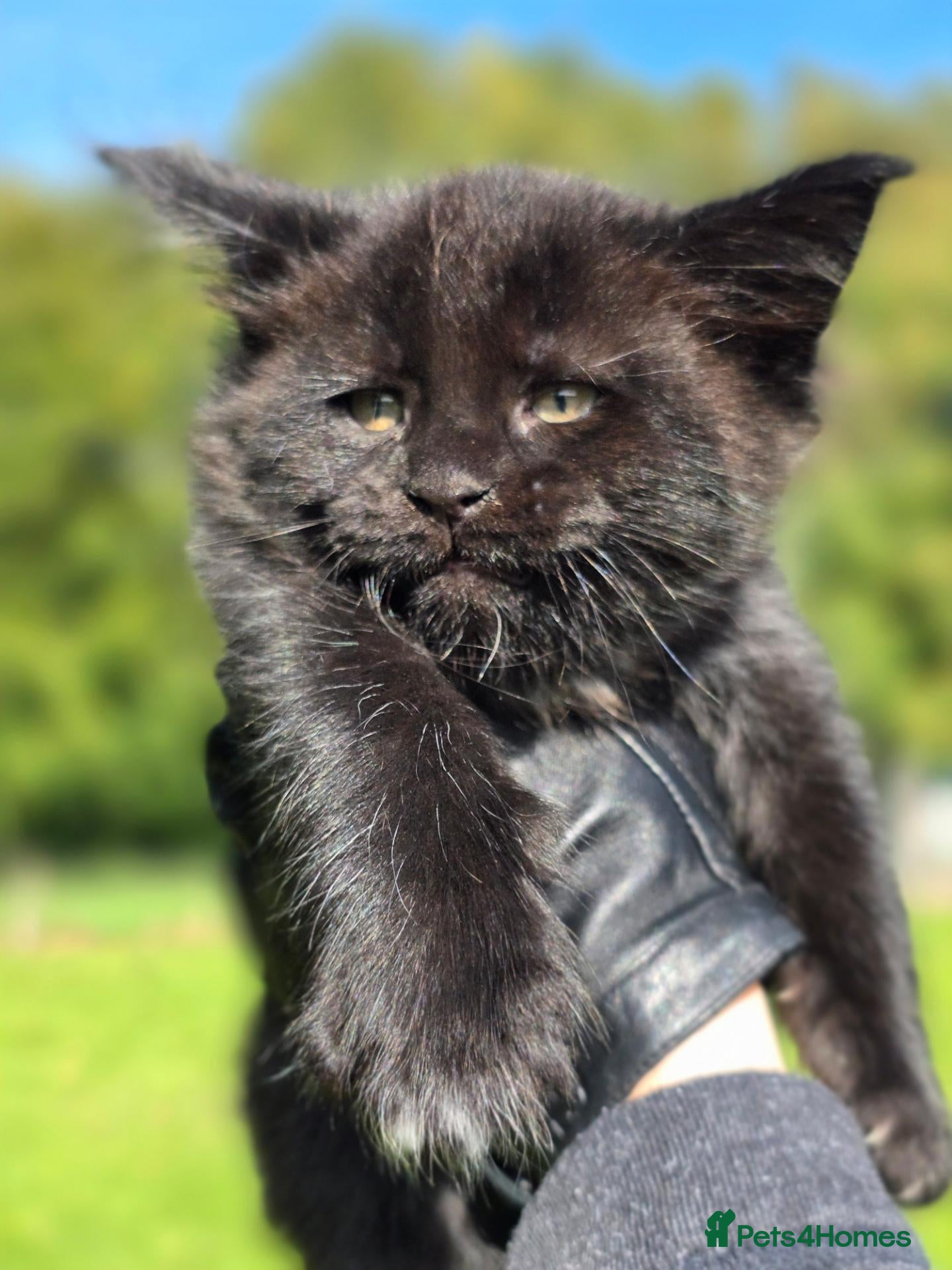 Maine Coon cats Tica Maine coon cubs / kittens. - Advert 1