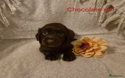 Cocker Spaniel dogs for sale: Exceptional KC Reg Working Cocker Spaniel Puppies - Image 19