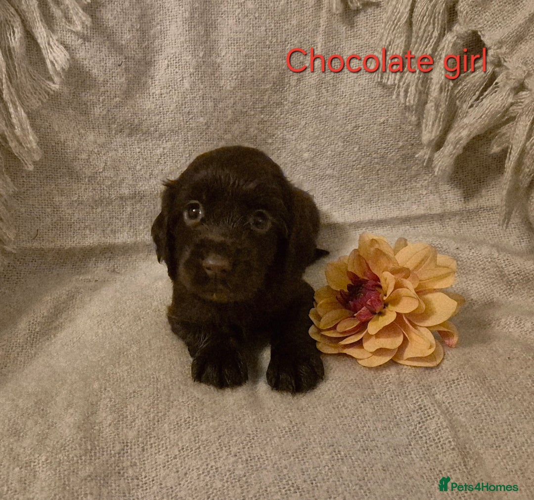 Cocker Spaniel dogs for sale: Exceptional KC Reg Working Cocker Spaniel Puppies - Image 19