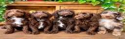 Sproodle dogs for sale: Merle and Chocolate F1  Sproodles  - Advert 4
