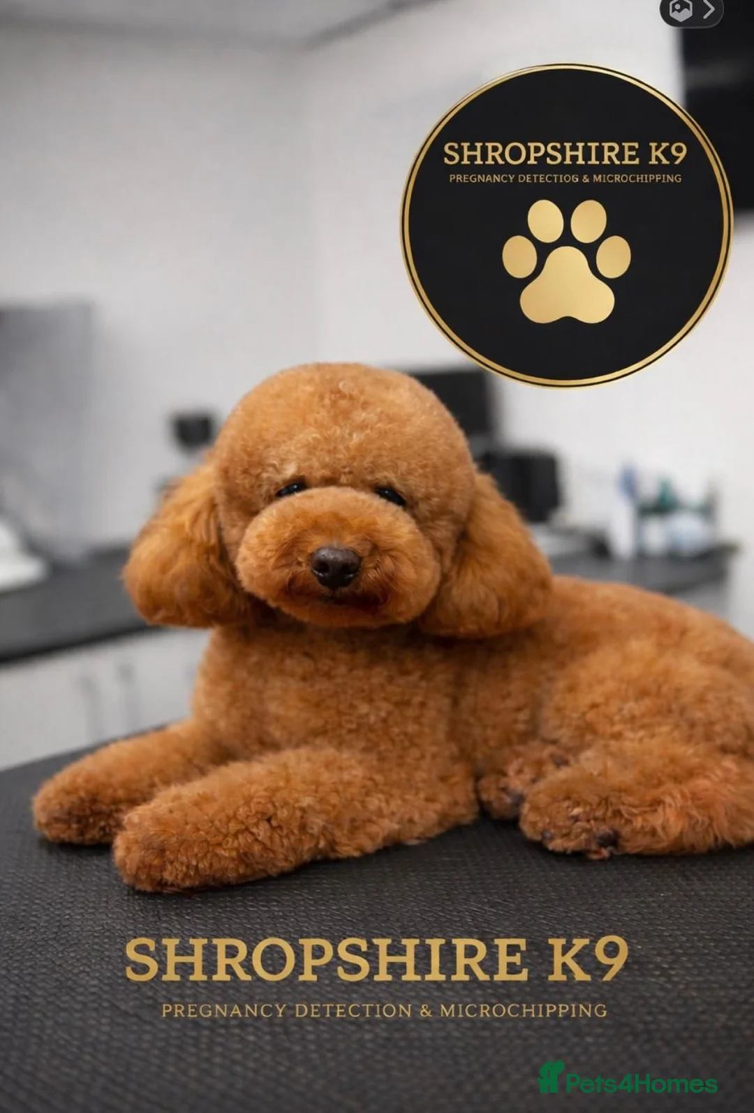 Cavapoo dogs for sale:   Teddy bear cavapoos ready now  in Bilston - Advert 2