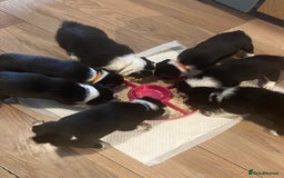 Border Collie dogs for sale: 7 border collie pups - Image 2