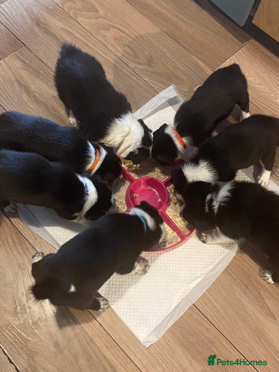 Border Collie dogs for sale: 7 border collie pups - Image 2