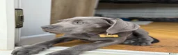 Cane Corso dogs for sale: Beautiful male 12 week old Cane Corso - Advert 9