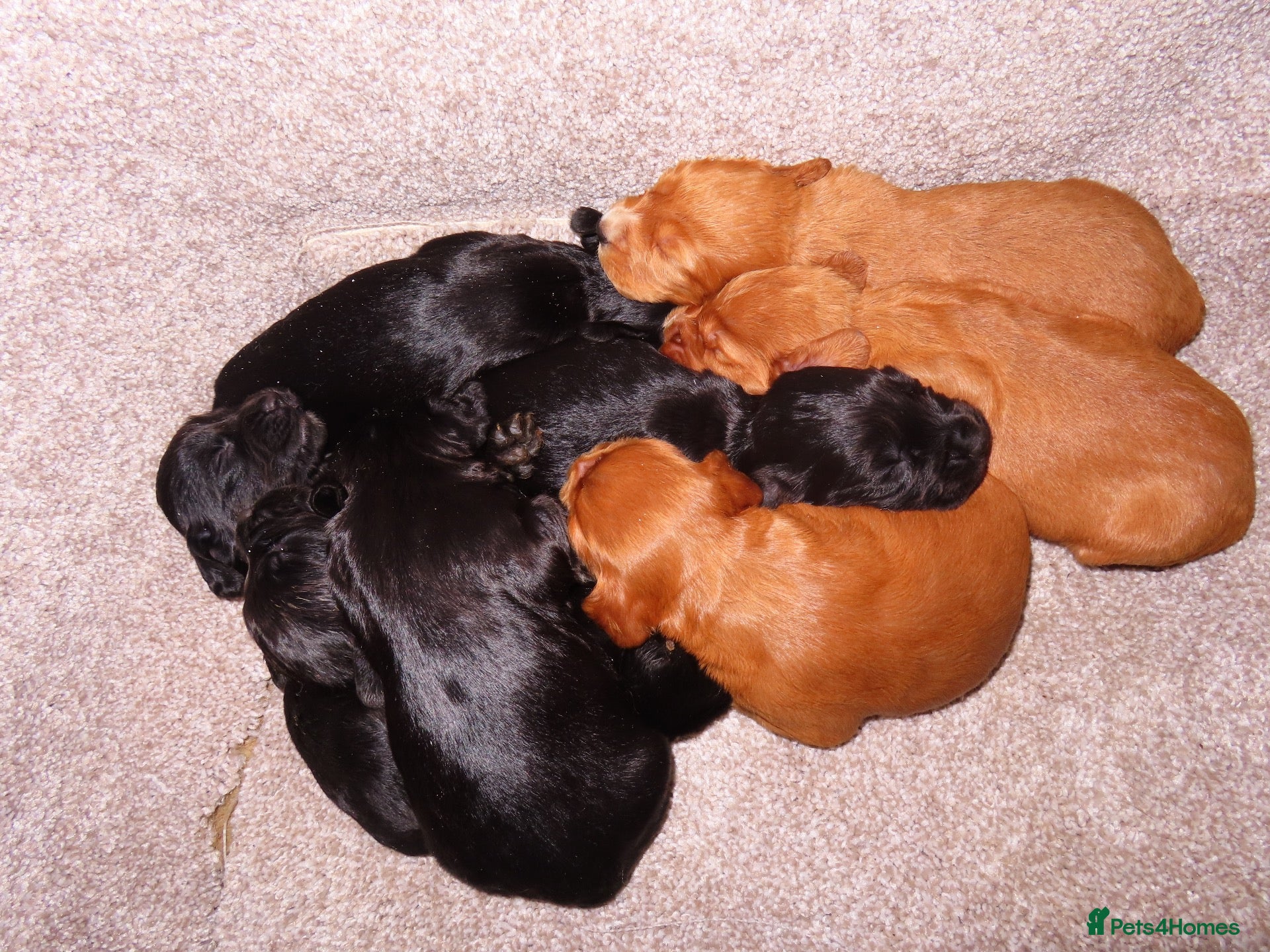 Cocker Spaniel dogs Working KC Registered Cocker Spaniel pups  - Advert 2