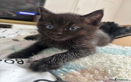 Ragdoll cats for sale: Half ragdoll kittens - Image 5