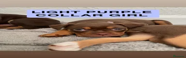 Old Tyme Bulldog 4