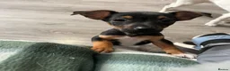 Jack Russell dogs for sale: 2 chocolate tannedboys left!!!  - Advert 2