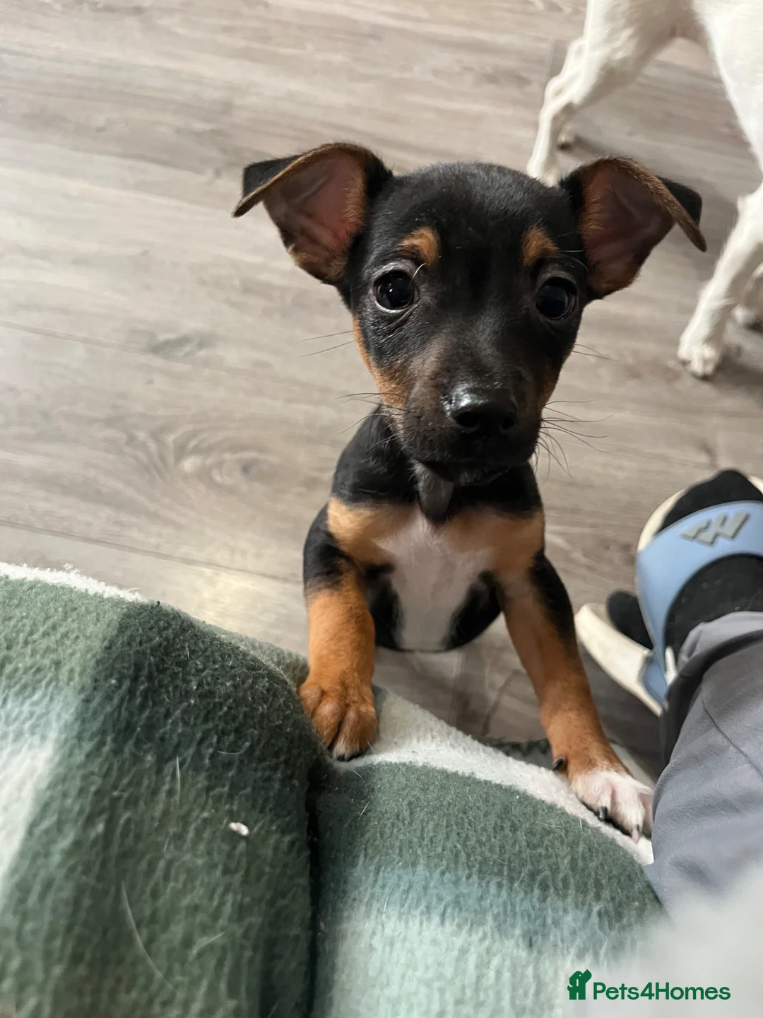 Jack Russell dogs for sale: 2 chocolate tannedboys left!!!  - Advert 2