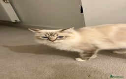 Ragdoll cats for sale: BEAUTIFUL QUEEN BLUE LYNX MITTED RAGDOLL FOR SALE - Image 9