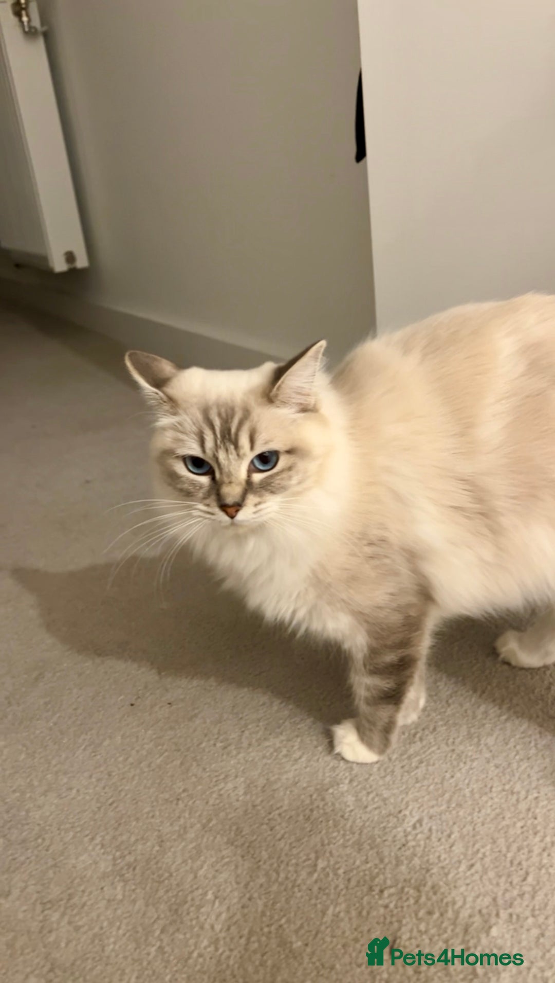 Ragdoll cats for sale: BEAUTIFUL QUEEN BLUE LYNX MITTED RAGDOLL FOR SALE - Image 9