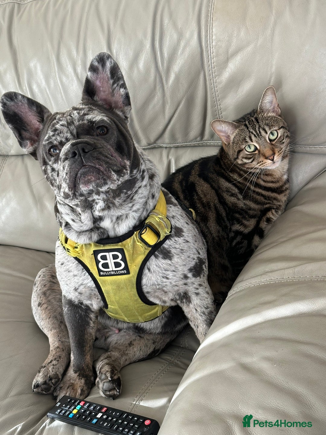 Mixed Breed dogs for sale: French x English bulldog  - Advert 2