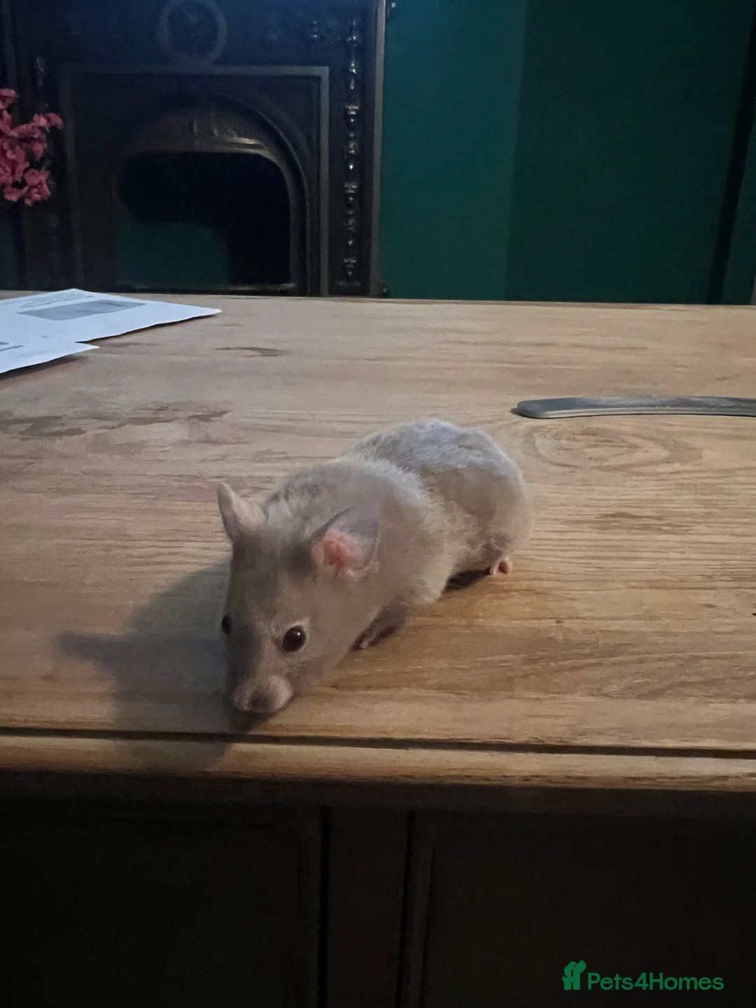 Hamster rodents for sale: Syrian hamster with full set up - Advert 2