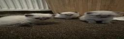 Ragdoll cats for sale: 🌸 Gorgeous Ragdoll Kittens 🌸 - Advert 6