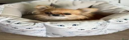Chihuahua dogs for sale: Chihuahua Longhair Europe PL in Telford - Advert 12