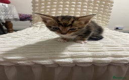Mixed Breed cats for sale: Mama Cat and Kittens - Image 6