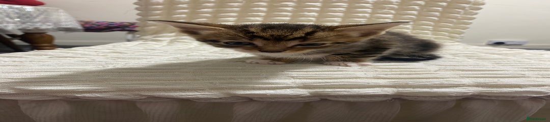 Mixed Breed Kitten 4