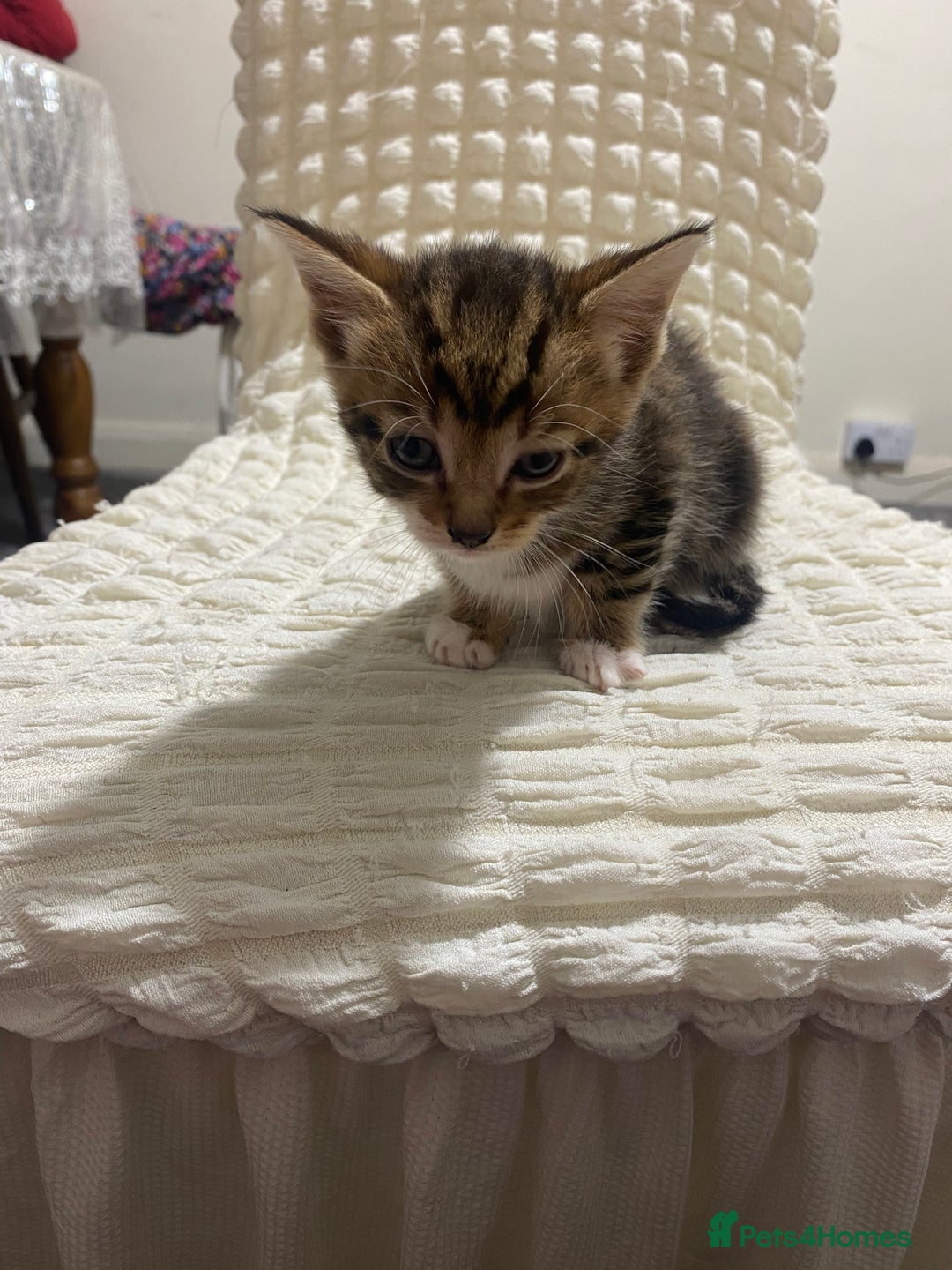 Mixed Breed cats for sale: Mama Cat and Kittens - Image 6