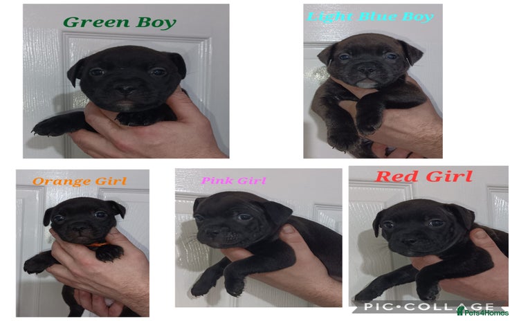 Staffordshire Bull Terrier dogs - Advert 3