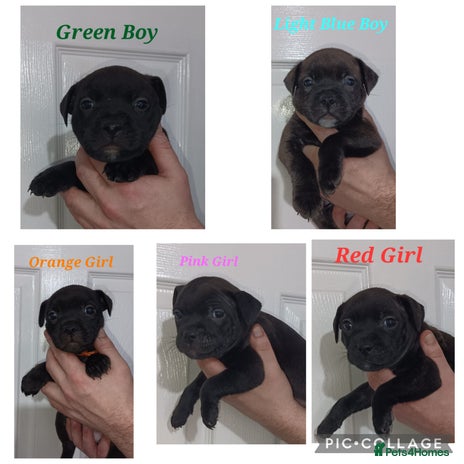 Staffordshire Bull Terrier dogs - Advert 3