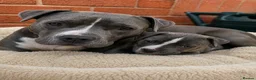 Staffordshire Bull Terrier dogs for sale: Grey Male Staffordshire Bull Terrier – 8 Weeks Old in Birmingham - Advert 2