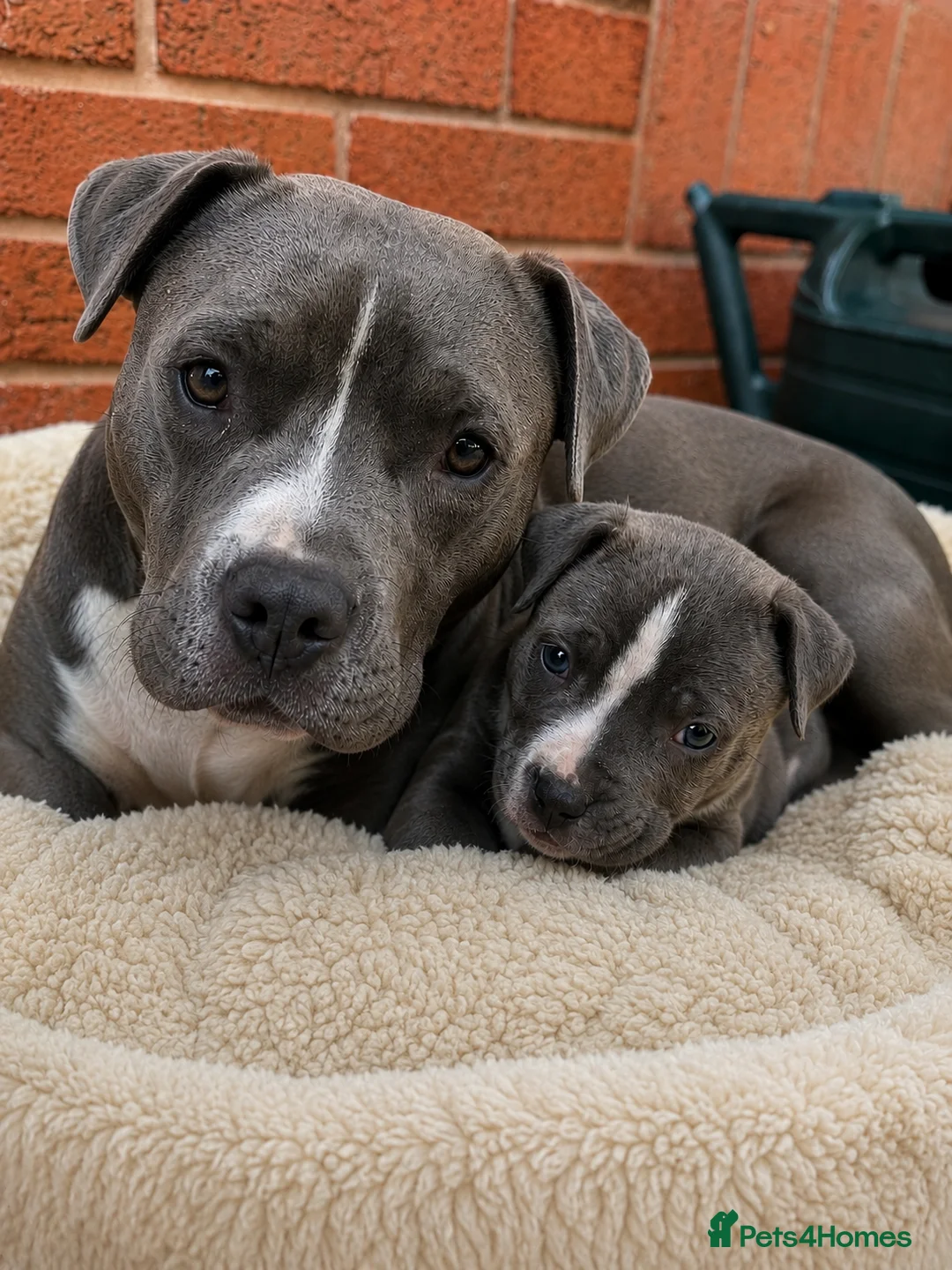 Staffordshire Bull Terrier dogs for sale: Grey Male Staffordshire Bull Terrier – 8 Weeks Old in Birmingham - Advert 2