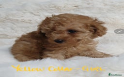 Toy Poodle dogs for sale: Pedigree Toy poodle puppies ready this weekend - Image 18