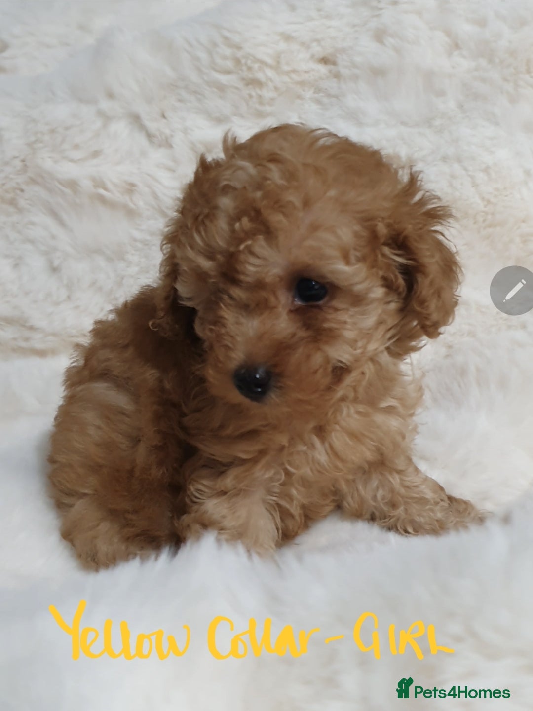 Toy Poodle dogs for sale: Pedigree Toy poodle puppies ready this weekend - Image 18