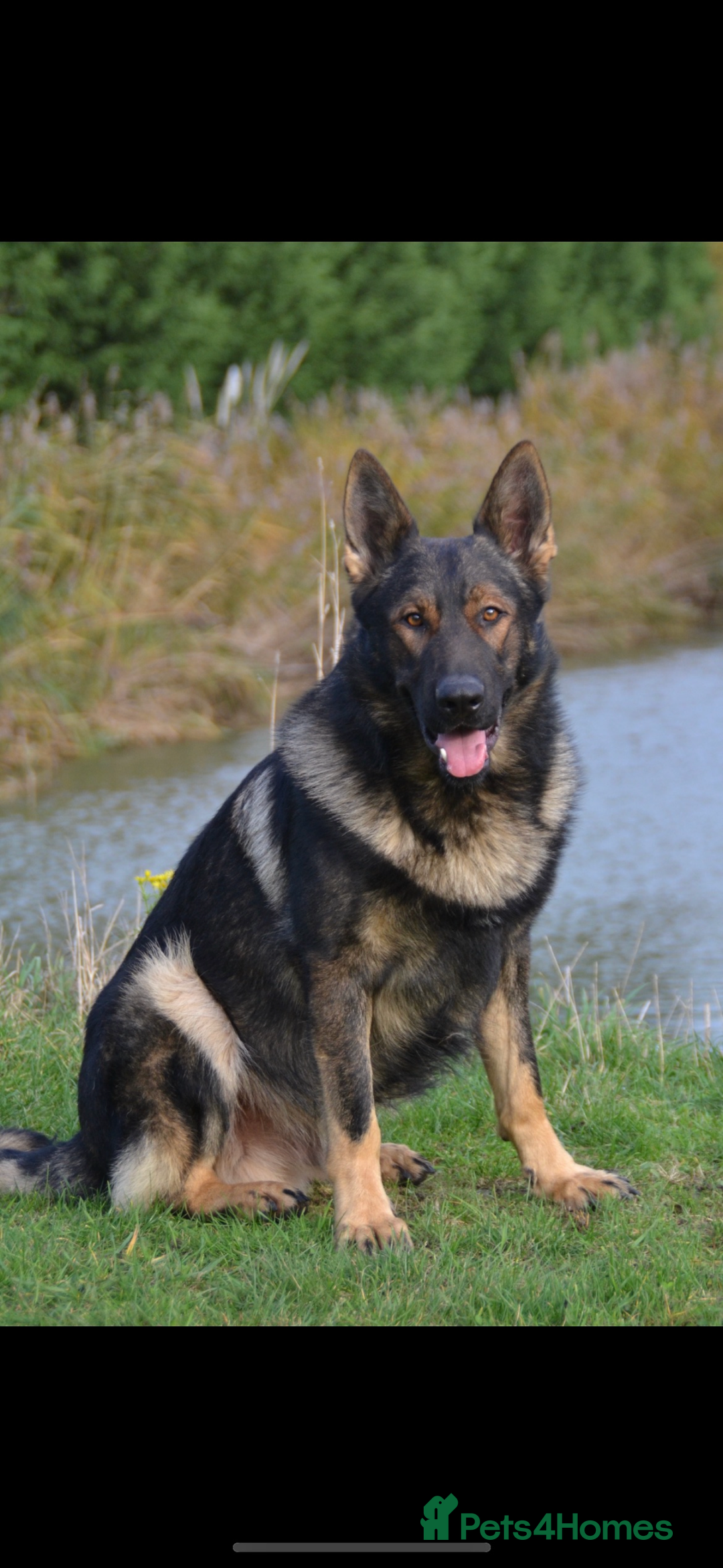 German Shepherd dogs for sale: Beautiful kc reg working line German shepherds  - Advert 17