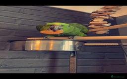 Parrots birds for sale: Yelow nape amazon - Image 6