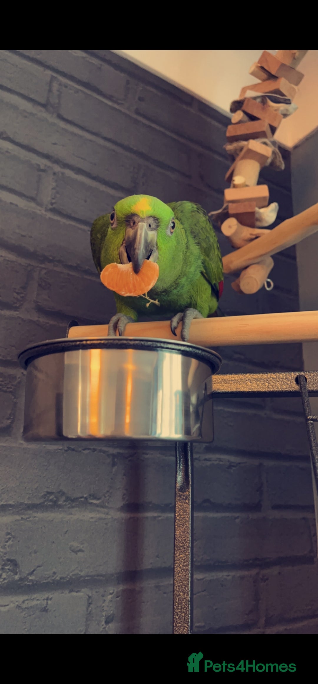 Parrots birds for sale: Yelow nape amazon - Image 6