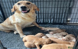 Golden Retriever dogs for sale: KC, Extensively health tested golden retrievers - Image 5