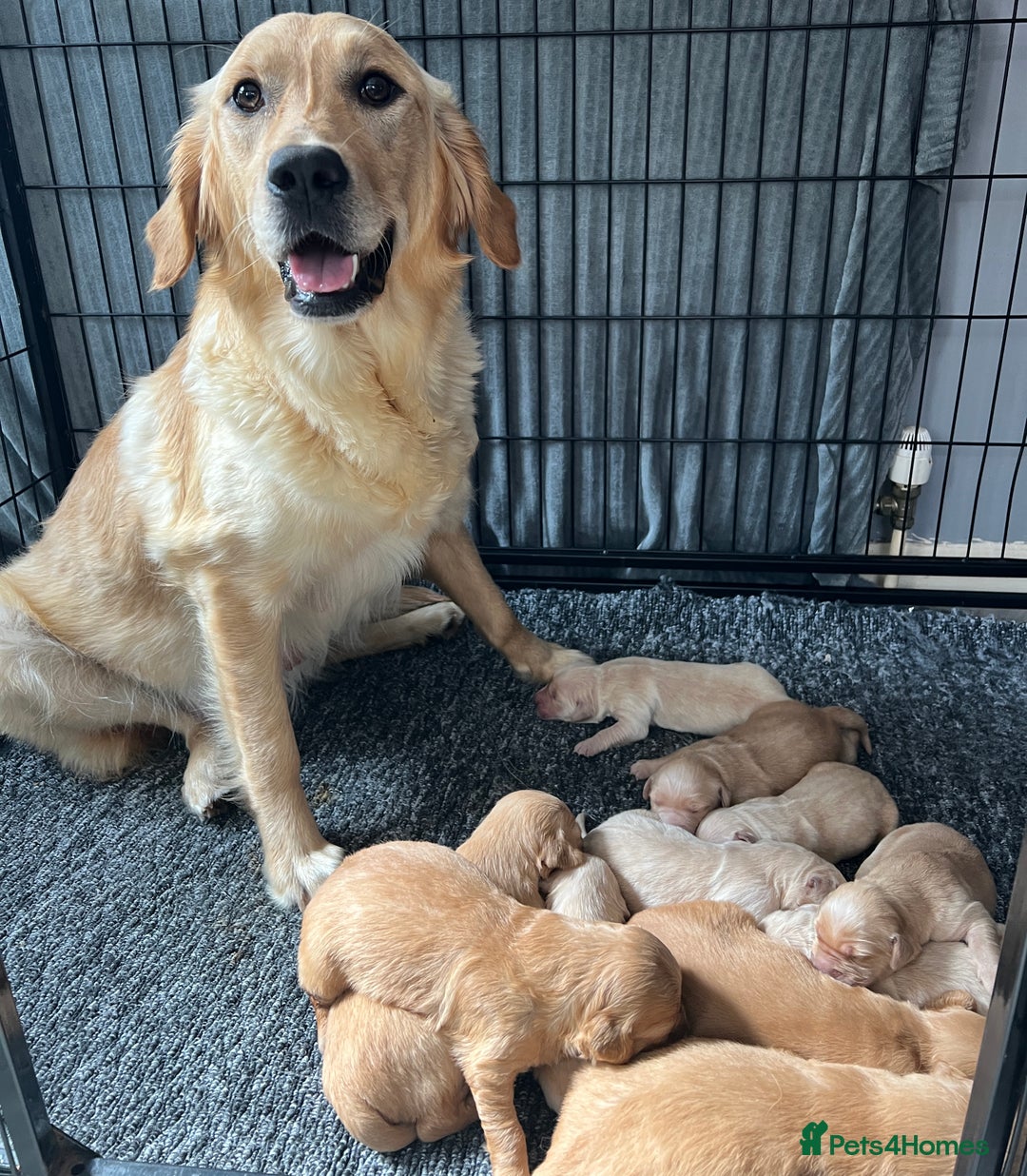 Golden Retriever dogs for sale: KC, Extensively health tested golden retrievers - Image 5