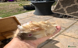 Guinea Pig rodents for sale: Funky haired male guinea pigs. - Image 4