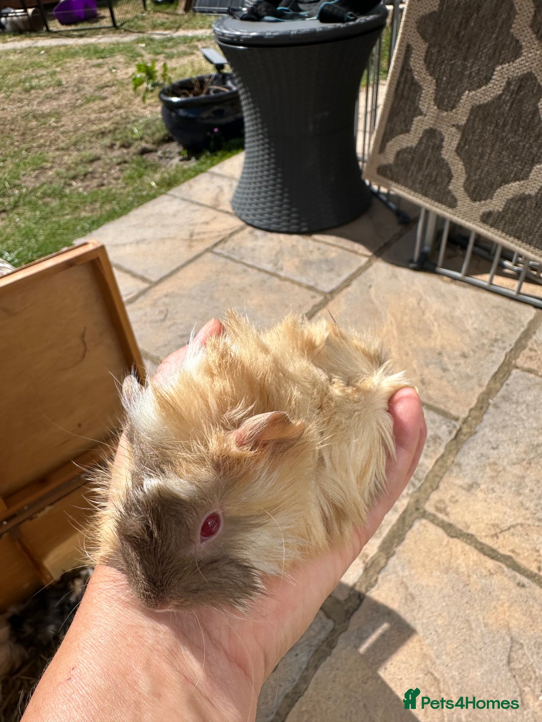 Guinea Pig rodents for sale: Funky haired male guinea pigs. - Image 4