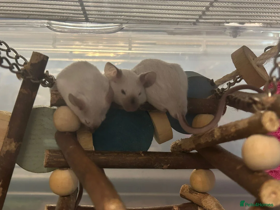 Mouse rodents for sale: 3 baby mice with full setup - Advert 1