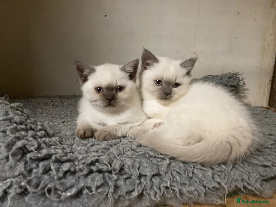 British Shorthair cats for sale: Colourpoint British Shorthair Kittens - Advert 1