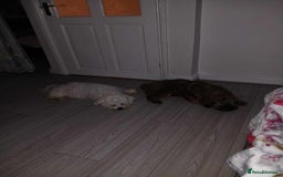 Bichon Frise dogs for sale:  ** s for  **  from your family  - Image 9