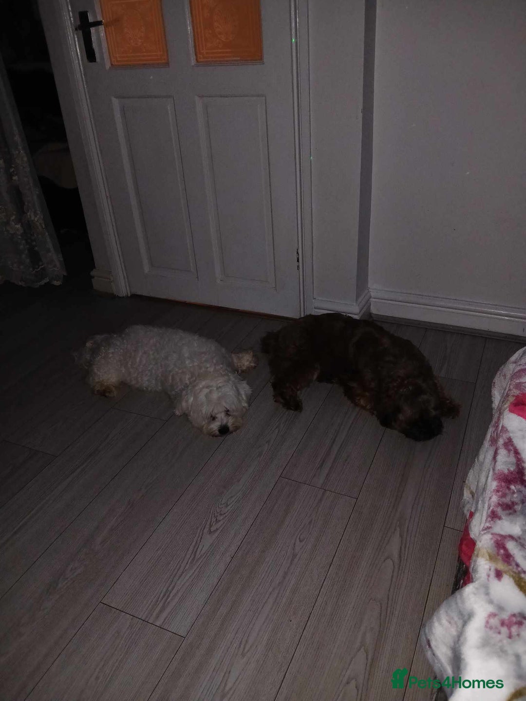 Bichon Frise dogs for sale:  ** s for  **  from your family  - Image 9