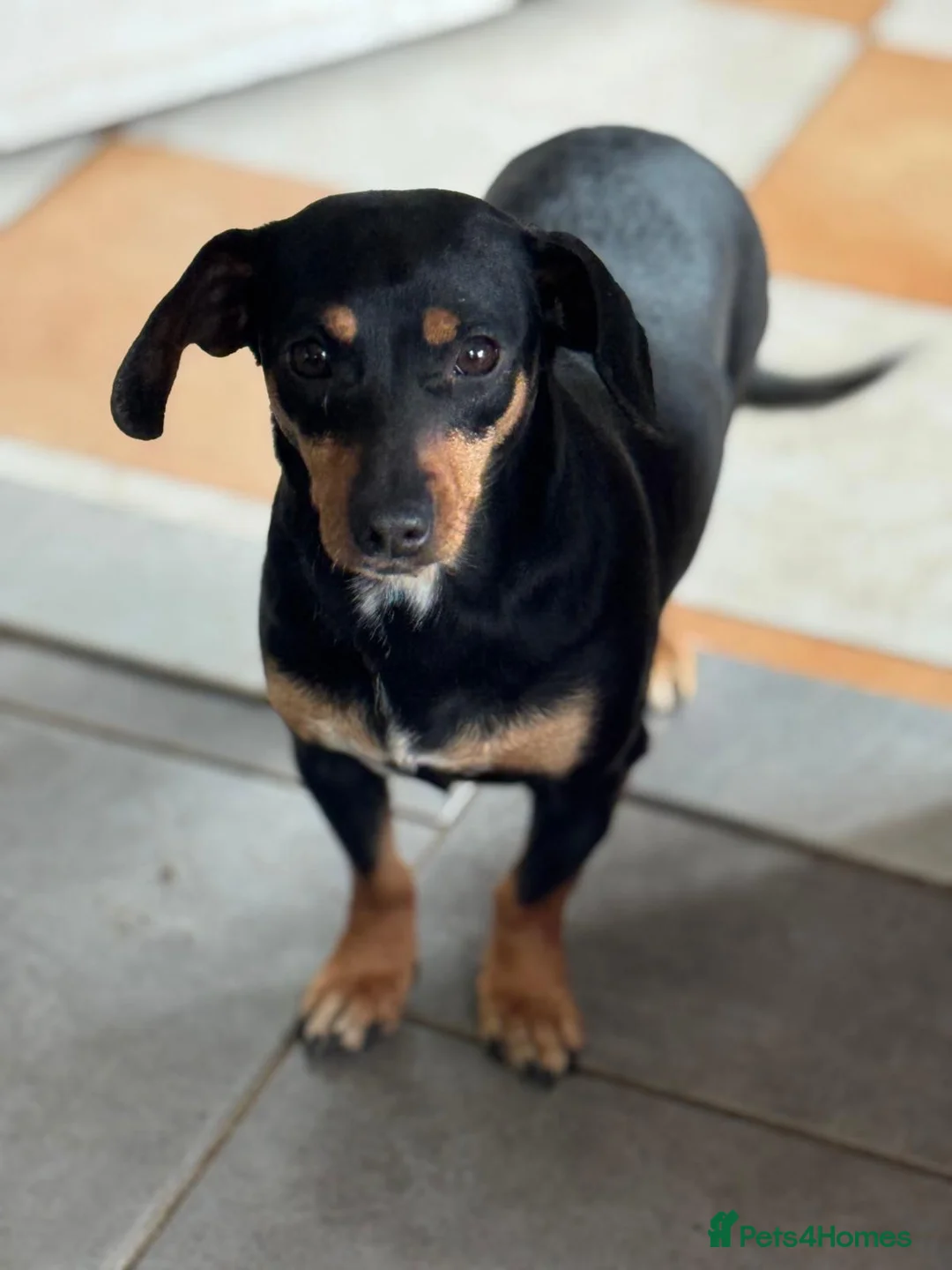 Mixed Breed dogs for adoption: Darling Dorothy looking for love - Advert 2