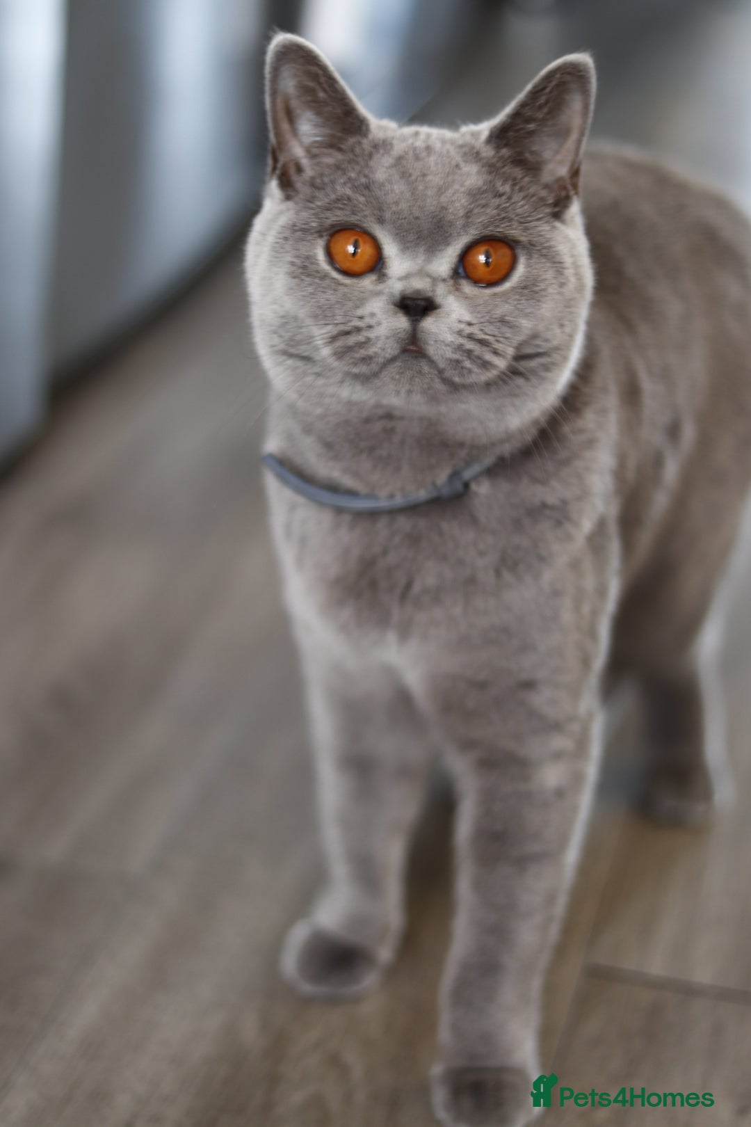 British Shorthair cats for sale: Stunning GCCF&TICA Active BSH Queen - Advert 19
