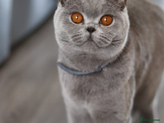 British Shorthair cats Stunning GCCF&TICA Active BSH Queen - Advert 12