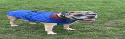 Mixed Breed dogs for sale: HuskyDoodle and Bullmastiff in Haverhill - Advert 5