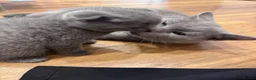 Brazilian Shorthair cats for sale: British Shorthair Kitten  - Advert 19