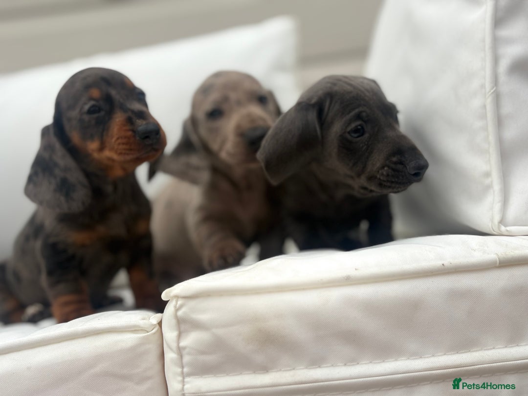 Miniature Dachshund dogs for sale: Beautiful babies - Image 18